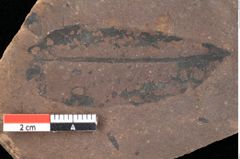Foto (Detailsansicht) von Quercus palaeoilex Ettingshausen (NHMW-GEO-2024-0188-0825)